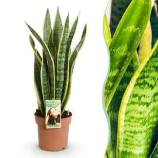 Houseplants - Sansevieria Laurentii - Snake Plant - Low maintenance - Green - yellow - 1 Plant - Pot 17cm - Height 60-70cm