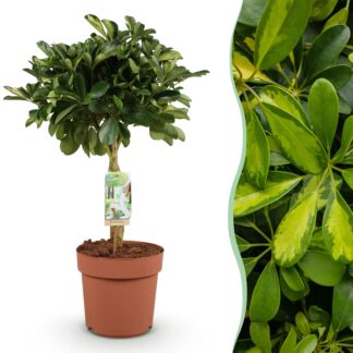 Houseplants - Schefflera Gold Capelle - Finger Tree - Low maintenance - Green - gold - 1 Plant - Pot 21cm - Height 70-81cm