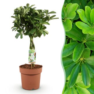 Houseplants - Schefflera Nora - Finger Tree - Low maintenance - Green - 1 Plant - Pot 21cm - Height 70-82cm