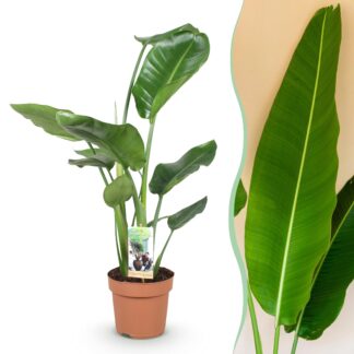 Houseplants - Strelitzia Nicolai - Bird of Paradise - Low maintenance - Green - 1 Plant - Pot 17cm - Height 70-90cm