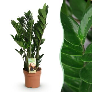 Houseplants - Zamioculcas - ZZ plant - Low maintenance - Green - 1 Plant - Pot 17cm - Height 65-75cm