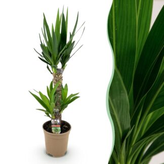 Houseplant - Yucca elephantipes - Yucca - Low maintenance - Green - 1 - Pot 17cm - Height 75cm