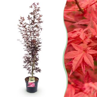 Garden Plant - Acer palmatum Atropurpureum - Japanese Maple - Deciduous - Purple - 1 - Pot 26cm - Height 90cm