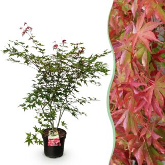 Garden Plant - Acer palmatum Beni Maiko - Japanese Maple - Deciduous - Red - 1 - Pot 26cm - Height 90cm