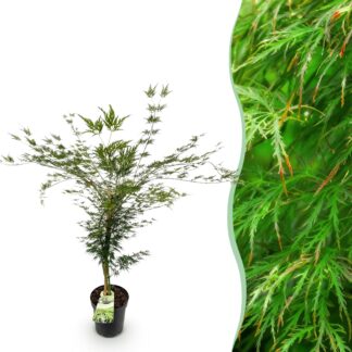 Garden Plant - Acer palmatum Emerald Lace - Japanese Maple - Deciduous - Green - 1 - Pot 26cm - Height 90cm