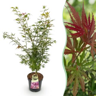 Garden Plant - Acer palmatum Jerre Swarts - Japanese Maple - Deciduous - Orange-Red - 1 - Pot 26cm - Height 90cm