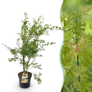 Garden Plant - Acer palmatum Methamorphosa - Japanese Maple - Deciduous - Green - Orange - 1 - Pot 26cm - Height 90cm