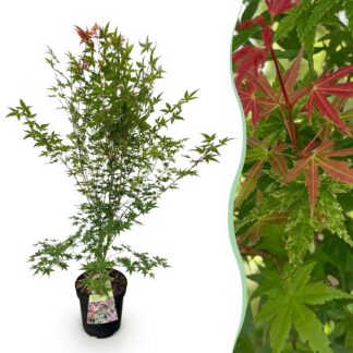 Garden Plant - Acer palmatum Phoenix - Japanese Maple - Deciduous - Green - Red - 1 - Pot 26cm - Height 90cm