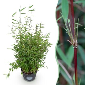 Grasses - Fargesia nitida Red Dragon - Bamboo - Non-Invasive - Green - 1 Plant - Pot 23 cm - Height 80 cm