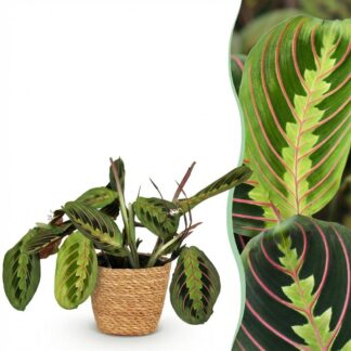 Houseplant - Maranta Fascinator Tricolour - Prayer Plant - Pet-Friendly Plant - Green - 1 Plant - Biancoh Basket - Pot 12cm - Height 25cm