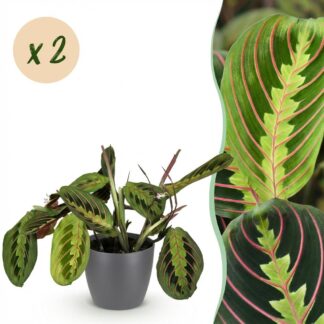 Houseplant - Maranta Fascinator Tricolour - Prayer Plant - Pet-Friendly Plant - Green - 2 Plants - Biancoh Potter Grey - Pot 12cm - Height 25cm