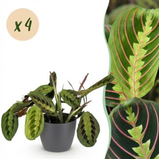 Houseplant - Maranta Fascinator Tricolour - Prayer Plant - Pet-Friendly Plant - Green - 4 Plants - Biancoh Potter Grey - Pot 12cm - Height 25cm
