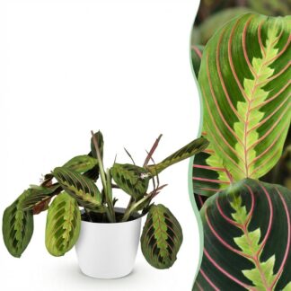 Houseplant - Maranta Fascinator Tricolour - Prayer Plant - Pet-Friendly Plant - Green - 1 Plant - Biancoh Potter Bianco - Pot 12cm - Height 25cm