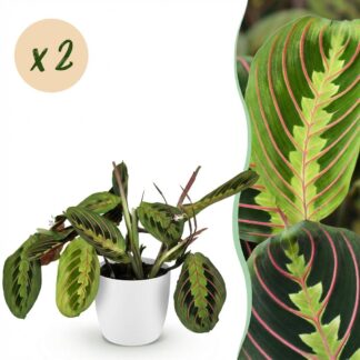 Houseplant - Maranta Fascinator Tricolour - Prayer Plant - Pet-Friendly Plant - Green - 2 Plants - Biancoh Potter Bianco - Pot 12cm - Height 25cm