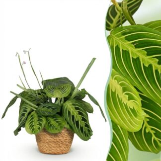 Houseplant - Maranta Fascinator Lemon Lime - Prayer Plant - Pet-Friendly Plant - Green - 1 Plant - Biancoh Basket - Pot 12cm - Height 25cm