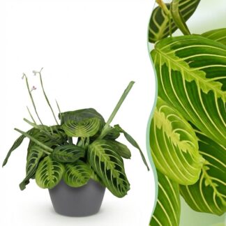 Houseplant - Maranta Fascinator Lemon Lime - Prayer Plant - Pet-Friendly Plant - Green - 1 Plant - Biancoh Potter Grey - Pot 12cm - Height 25cm