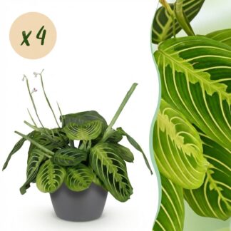 Houseplant - Maranta Fascinator Lemon Lime - Prayer Plant - Pet-Friendly Plant - Green - 4 Plants - Biancoh Potter Grey - Pot 12cm - Height 25cm
