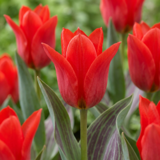 120x Tulipa Greigii Red - Tulipe de Greig rouge - Rouge - Floraison printanière - Calibre 11/12