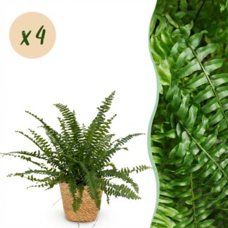 Houseplant - Nephrolepsis exaltata Green Lady - Fern - Pet-Friendly Plant - Green - 4 Plants - Biancoh Basket - Pot 12cm - Height 25cm