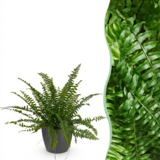 Houseplant - Nephrolepsis exaltata Green Lady - Fern - Pet-Friendly Plant - Green - 1 Plant - Biancoh Potter Grey - Pot 12cm - Height 25cm