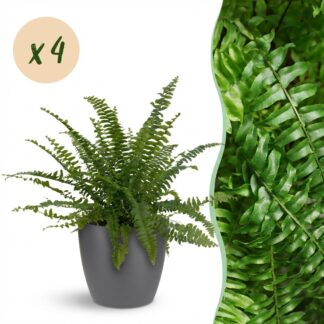 Houseplant - Nephrolepsis exaltata Green Lady - Fern - Pet-Friendly Plant - Green - 4 Plants - Biancoh Potter Grey - Pot 12cm - Height 25cm