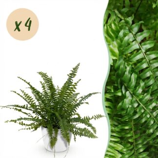 Houseplant - Nephrolepsis exaltata Green Lady - Fern - Pet-Friendly Plant - Green - 4 Plants - Biancoh Potter Bianco - Pot 12cm - Height 25cm