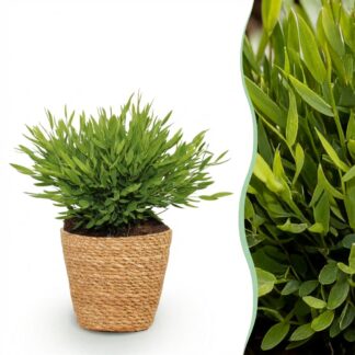 Houseplant - Bamusa Pogonatherum Monica - Bamboo Grass - Pet-Friendly Plant - Green - 1 Plant - Biancoh Basket - Pot 12cm - Height 20cm