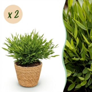 Houseplant - Bamusa Pogonatherum Monica - Bamboo Grass - Pet-Friendly Plant - Green - 2 Plants - Biancoh Basket - Pot 12cm - Height 20cm