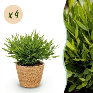 Houseplant - Bamusa Pogonatherum Monica - Bamboo Grass - Pet-Friendly Plant - Green - 4 Plants - Biancoh Basket - Pot 12cm - Height 20cm