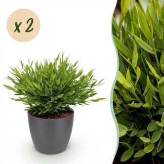 Houseplant - Bamusa Pogonatherum Monica - Bamboo Grass - Pet-Friendly Plant - Green - 2 Plants - Biancoh Potter Grey - Pot 12cm - Height 20cm