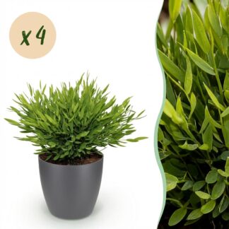 Houseplant - Bamusa Pogonatherum Monica - Bamboo Grass - Pet-Friendly Plant - Green - 4 Plants - Biancoh Potter Grey - Pot 12cm - Height 20cm