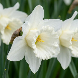 120x Narcissus Mount Hood - Jonquille Mount Hood - Blanc - Floraison printanière - Calibre 10/12