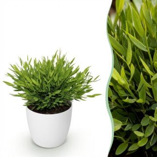 Houseplant - Bamusa Pogonatherum Monica - Bamboo Grass - Pet-Friendly Plant - Green - 1 Plant - Biancoh Potter Bianco - Pot 12cm - Height 20cm