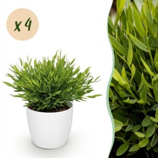 Houseplant - Bamusa Pogonatherum Monica - Bamboo Grass - Pet-Friendly Plant - Green - 4 Plants - Biancoh Potter Bianco - Pot 12cm - Height 20cm