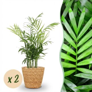 Houseplant - Chamaedorea elegans - Gold Palm - Pet-Friendly Plant - Green - 2 Plants - Biancoh Basket - Pot 12cm - Height 15cm