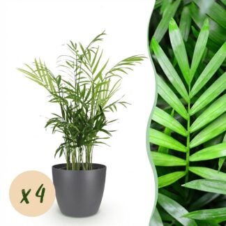 Houseplant - Chamaedorea elegans - Gold Palm - Pet-Friendly Plant - Green - 4 Plants - Biancoh Potter Grey - Pot 12cm - Height 15cm