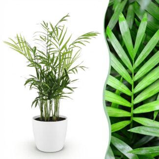 Houseplant - Chamaedorea elegans - Gold Palm - Pet-Friendly Plant - Green - 1 Plant - Biancoh Potter Bianco - Pot 12cm - Height 15cm