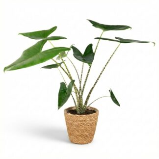 Houseplant - Elephant Ear - Alocasia Zebrina - Green - Low maintenance - 1 Plant - Biancoh Basket - Pot 21 cm - Height 70 - 75 cm