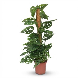 Indoor Plant - Monkey Mask - Monstera Adansonii Moss Pole - Green - Low Maintenance - 1 Plant - Pot 19cm - Height 90cm