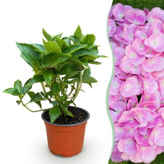 Garden Plant - Hydrangea macrophylla Pink - Hydrangea - Hardy - Pink - 1 Plant - Pot 12cm - Height 20-30cm