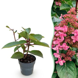 Garden Plant - Hydrangea panniculata Living Infinity - Panicled Hydrangea - Winter Hardy - Bianco - 1 Plant - Pot 12cm - Height 20-30cm