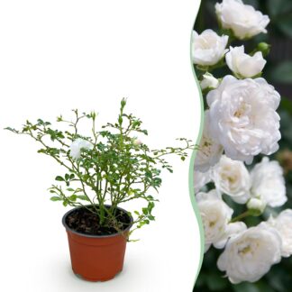 Garden Rose - Rosa Bianco Fairy - Rose - Hardy - Bianco - 1 Plant - Pot 12cm - Height 20-25cm