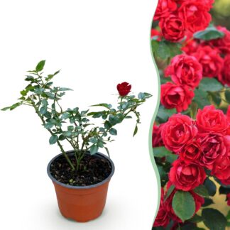 Garden Rose - Rosa Rote The Fairy - Rose - Winter Hardy - Red - 1 Plant - Pot 12cm - Height 20-25cm