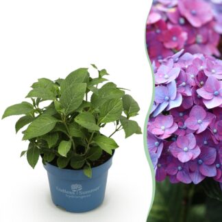 Garden Plant - Hydrangea Endless Summer Summer Love Purple - Hydrangea - Hardy - Purple - 1 Plant - Pot 14cm - Height 20-25cm