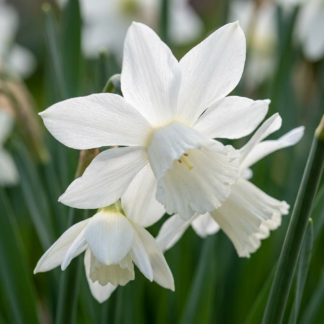 240x Narcissus Botanical Bianco Mix - Mélange de narcisses botaniques blancs - Blanc - Floraison printanière - Calibre 10/12