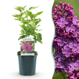 Plante de jardin - Syringa vulgaris Ludwig Spath - Lilas Commun - Rustique - Violet - 1 Plante - Pot 17cm - Hauteur 45cm