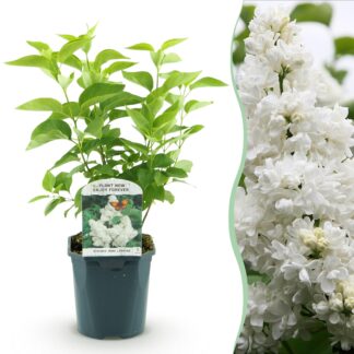 Plante de jardin - Syringa vulgaris mme Lemoine - Sering commune - Rustique - Blanc - 1 Plante - Pot 17cm - Hauteur 45cm