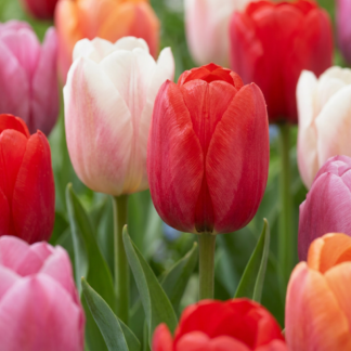 120x Tulipa Glowing Biancoh pride - Tulipe Glowing Biancoh pride - Divers - Floraison printanière - Calibre 11/12