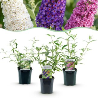Plante de jardin - Buddleja davidii Tricolour - Arbre à papillons - Résistant à l'hiver - Bleu - Rose - Blanc - 3 Plantes - Pot 17cm - Hauteur 45cm