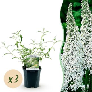 Plante de jardin - Buddleja davidii Bianco Profusion - Arbre à papillons - Rustique - Blanc - 3 Plantes - Pot 17cm - Hauteur 45cm